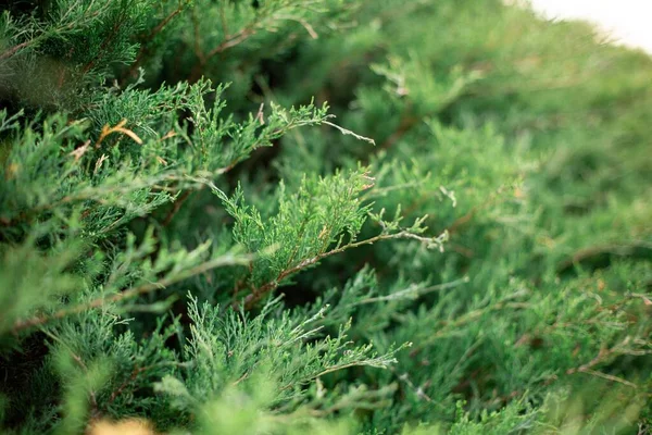 Вибірковий Фокус Гілок Thuja Evergreen — стокове фото