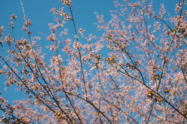 Les Fleurs Sur Les Branches Arbre Fleurs Contre Ciel Bleu — Photo