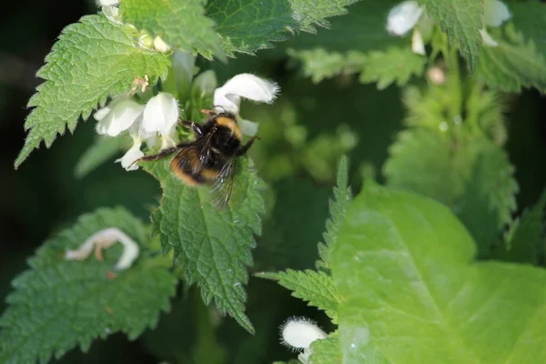 Ένα Κοντινό Πλάνο Μιας Μέλισσας Που Κάθεται Ένα Πράσινο Φύλλο — Φωτογραφία Αρχείου