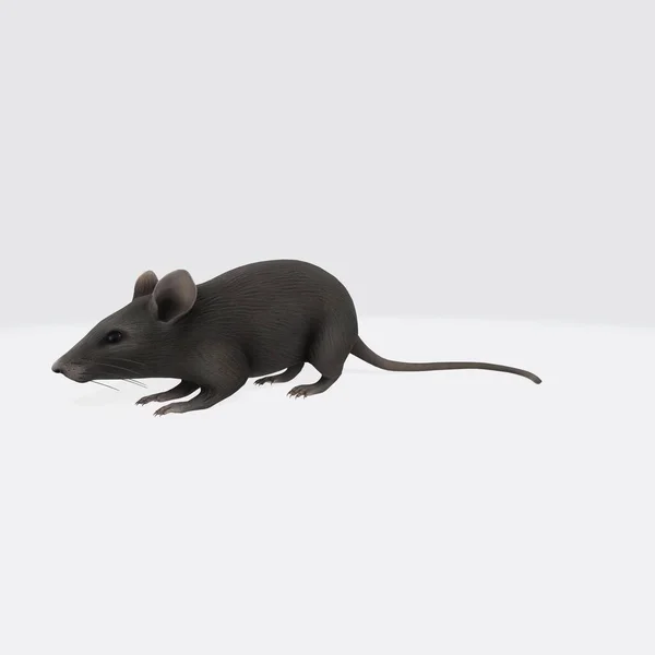 空腹のマウスの3Dイラスト 白い背景にカメラを見てかわいい黒い目を持つ好奇心旺盛な木のマウス アポデムスシルバティカス — ストック写真