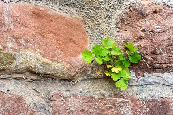 Eine Nahaufnahme Von Wachsenden Grünen Blättern Zwischen Den Felsen — Stockfoto