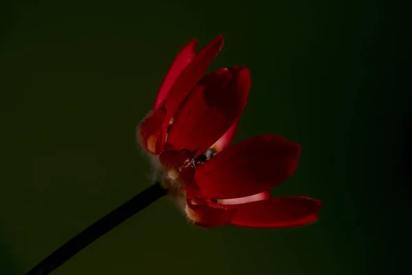 Closeup Shot Red Petals Flower Blurry Dark Background — Stock Photo, Image