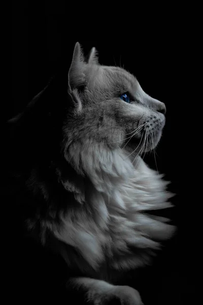 Vertical Shot Grey Cat Blue Eyes Dark — Stock Photo, Image