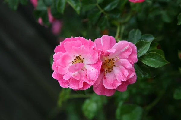 Výběrový Snímek Dvou Růžových Galických Růžových Hlav Růží Přírodě Nizozemském — Stock fotografie