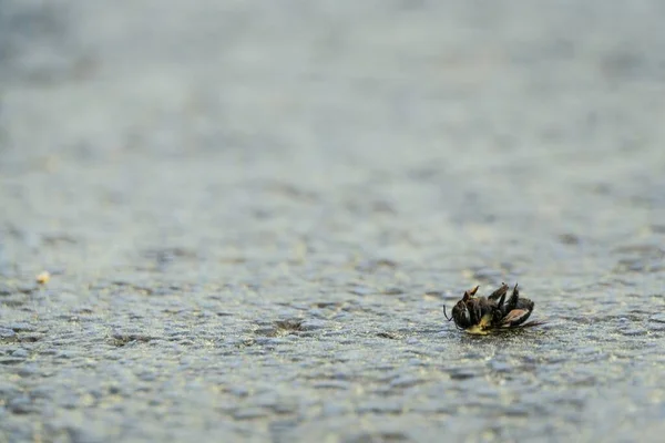 Gros Plan Une Abeille Morte Sur Sol — Photo