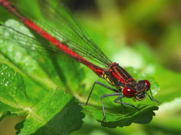 Gros Plan Insecte Ailé Sur Des Feuilles Vertes — Photo