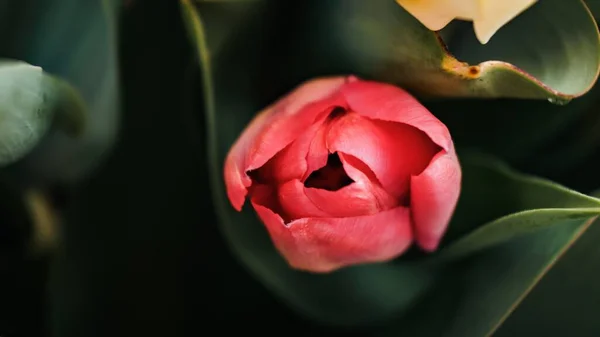 Una Vista Superior Hermoso Tulipán Rosa Aislado Sobre Fondo Borroso — Foto de Stock
