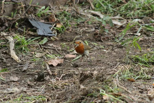 Shot Small Bird Sitting Grass Dried Leaves — Stock Photo, Image