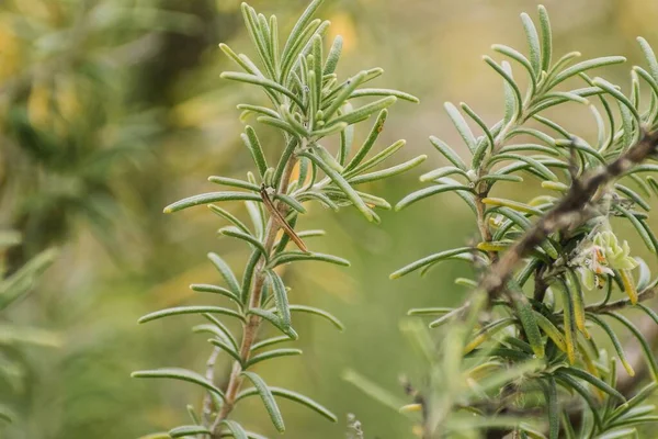 Closeup Selective Focus Shot Growing Green Plants Perfect Background — Stock Photo, Image