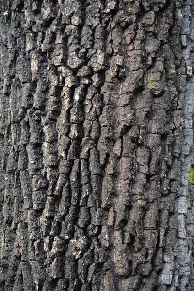 Detailní Záběr Staré Kůry Stromu — Stock fotografie