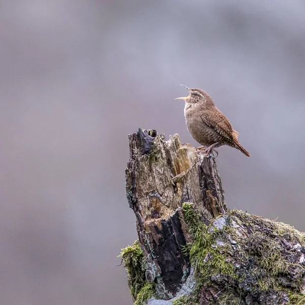 Focus Sélectif Maison Wren Debout Sur Arbre Chantant — Photo