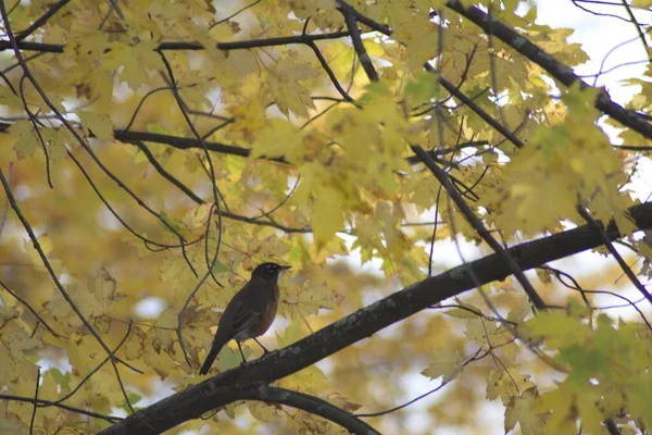 Zbliżenie Ujęcie Rubinu Gałęzi Drzewa Autumn — Zdjęcie stockowe