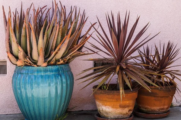 パステルピンクの壁の隣に3つの植物 — ストック写真