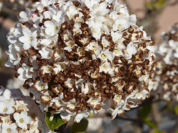 Een Close Shot Van Mooie Witbloemige Hortensia Bloemen Een Tuin — Stockfoto