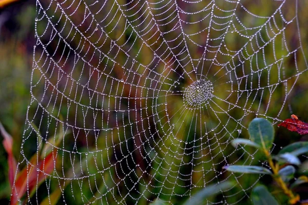 Een Macro Schilderstuk Van Een Spinnenweb Met Bellendruppels Onder Het — Stockfoto