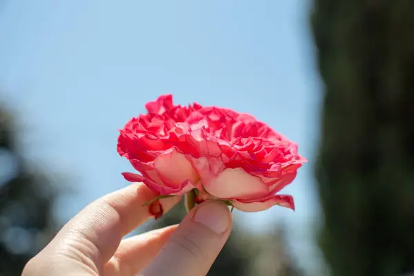 Розовый Цветок Руках Мужчины — стоковое фото