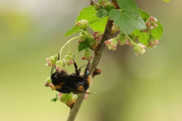 Ένα Κοντινό Πλάνο Μιας Μέλισσας Που Ξεσκονίζει Μικρά Άνθη Δέντρου — Φωτογραφία Αρχείου
