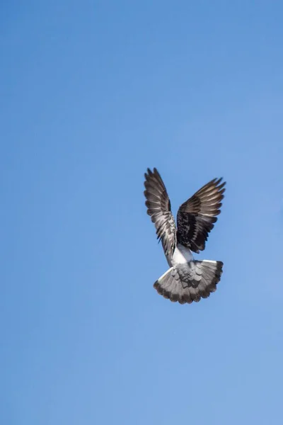 Een Verticaal Lage Hoek Opname Van Een Vogel Vliegend Een — Stockfoto