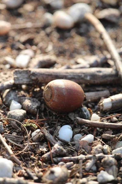 Een Verticaal Close Shot Van Een Eikel Grond — Stockfoto