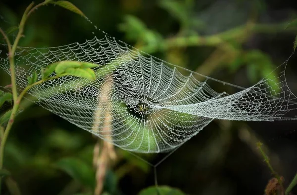 蜘蛛在背景模糊的蜘蛛网上的特写镜头 — 图库照片