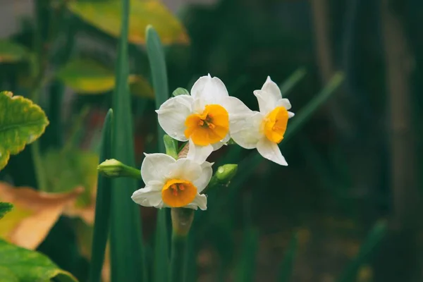 Gros Plan Belles Fleurs Narcisse Dans Jardin — Photo