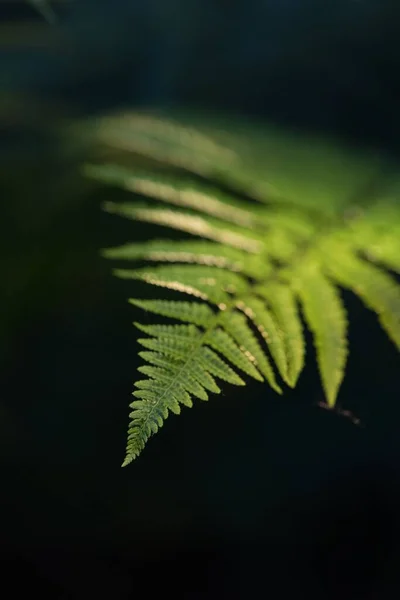 Egy Közeli Felvétel Egy Zöld Páfránylevélről Érdekes Mintákkal — Stock Fotó