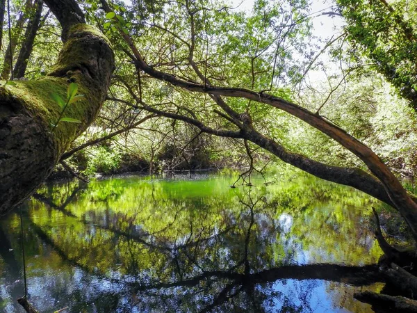 Eine Schöne Landschaft Aus Grünen Ästen Die Sich Auf Einem — Stockfoto