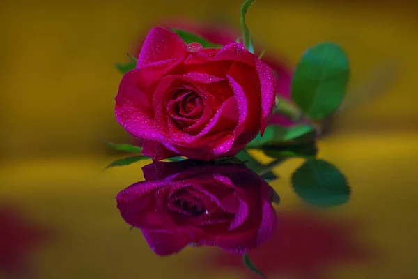 Primo Piano Una Rosa Rosa Con Sfondo Giallo — Foto Stock