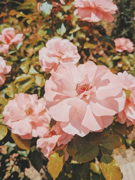 Disparo Vertical Flores Rosas Que Crecen Ramas Verdes — Foto de Stock