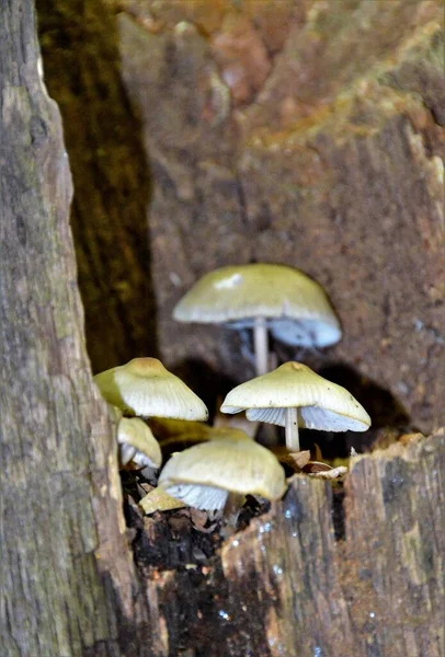 Eine Vertikale Nahaufnahme Von Pilzen Auf Einem Stück Holz — Stockfoto