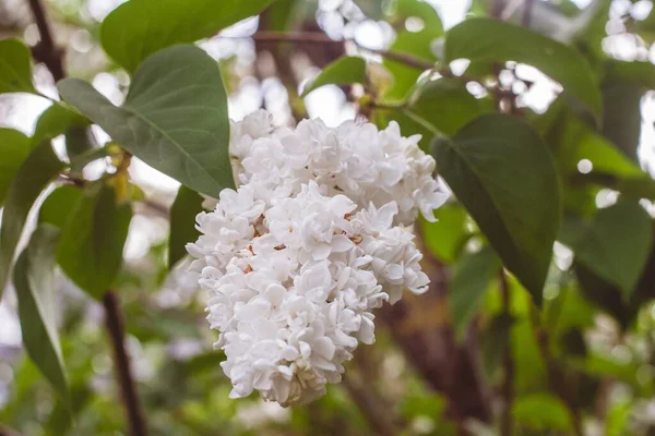 Piękny Strzał Białych Kwiatów Lilii Ogrodzie Słoneczny Dzień — Zdjęcie stockowe