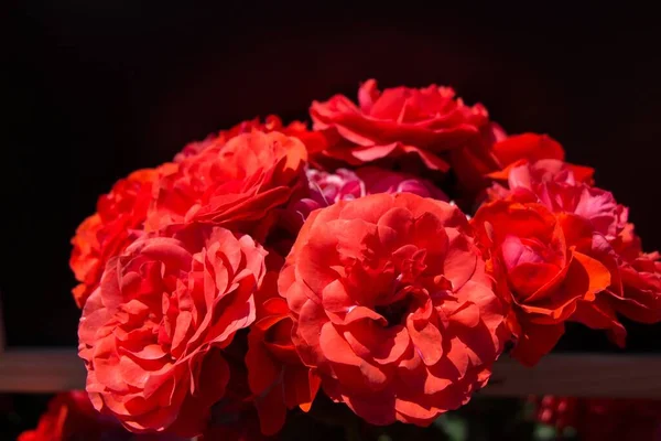Крупним Планом Червона Квітка Поверхні Темний Фон — стокове фото