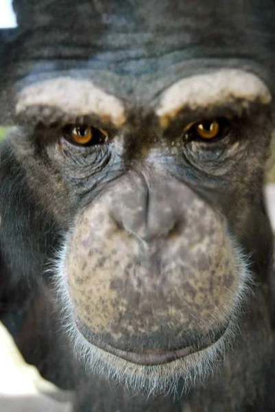 Portrait Gros Plan Chimpanzé Captivité Regardant Droit Dans Caméra — Photo