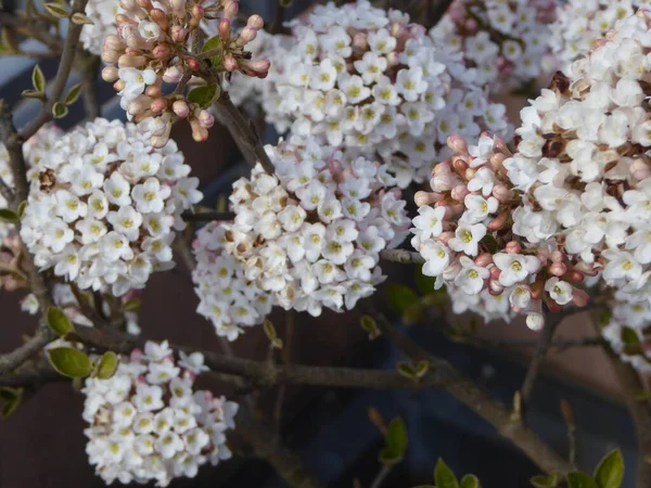 Closeup Shot Beautiful White Petaled Hydrangea Flowers Garden — Stock Photo, Image