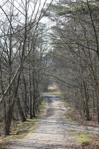 Svislý Snímek Trasy Lese — Stock fotografie