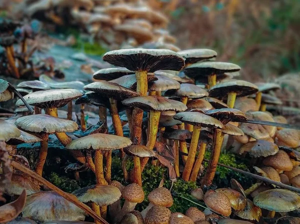 Beau Paysage Groupe Champignons Sauvages Dans Forêt — Photo