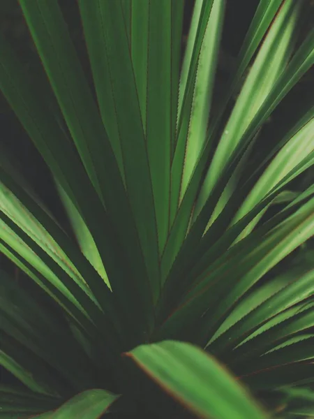 Eine Vertikale Nahaufnahme Einer Tropischen Pflanze Mit Grünen Blättern — Stockfoto