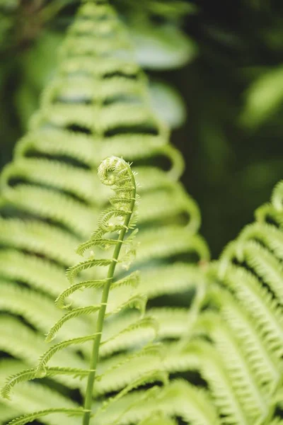 Vertikální Záběr Listů Pštrosí Kapradiny Pod Slunečním Světlem Botanické Zahradě — Stock fotografie