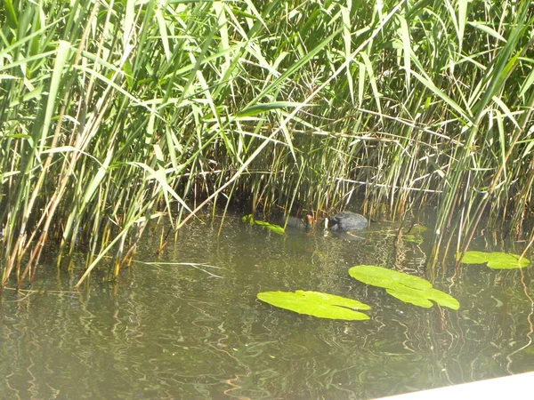 在肮脏的湖中游泳的一群鸭子的特写镜头 — 图库照片