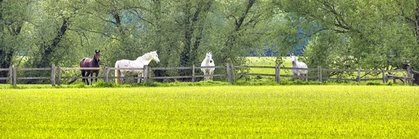 Panoramic View Horses Fenced Farmland — Stock Photo, Image