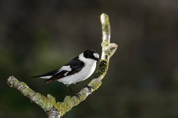 Jarní Migrující Samec Collared Flycatcher Ficedula Albicollis Bidýlku Lišejníky Louce — Stock fotografie