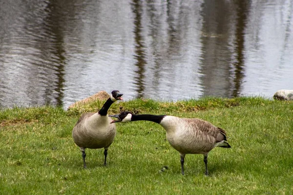 Två Grå Kanadagäss Går Vid Sjön Dagtid — Stockfoto