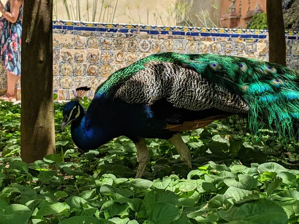 Closeup Shot Peacock Surrounded Green Plants — Stock Photo, Image