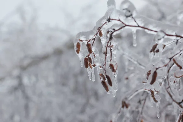 Donmuş Ağaç Dalları Kışın Parkta — Stok fotoğraf