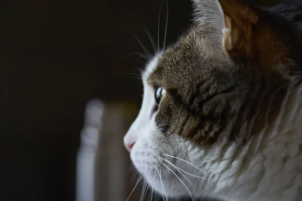 Primer Plano Lindo Gato Con Ojos Verdes — Foto de Stock