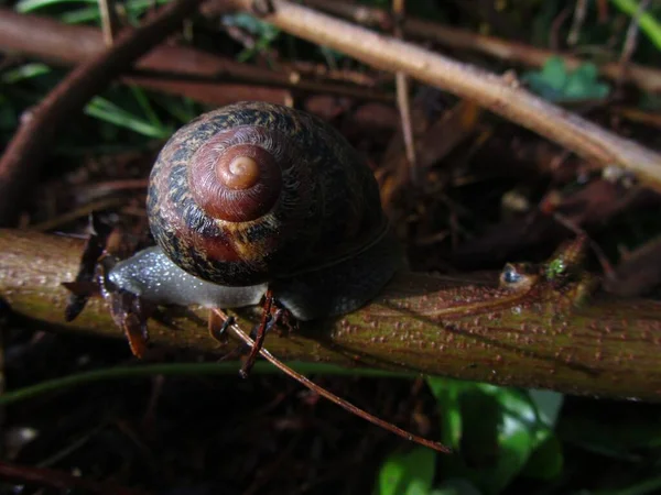 马耳他树枝上的一种可食用蜗牛 — 图库照片
