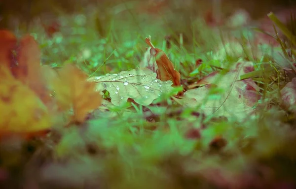 Selective Focus Shot Fallen Green Leaf Waterdrops Surface Blurry Background — Stock Photo, Image