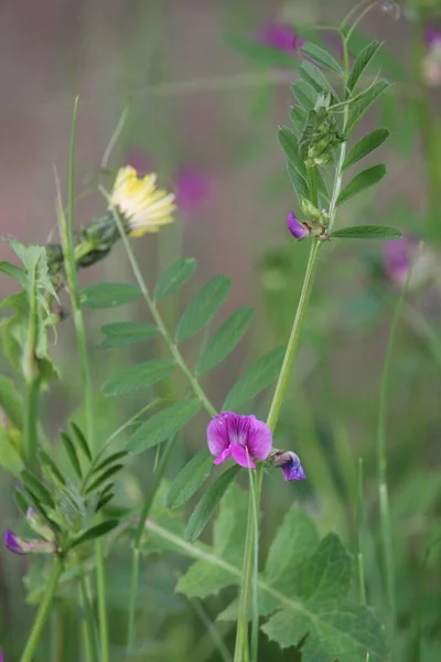 紫色の花の垂直閉鎖ショット — ストック写真