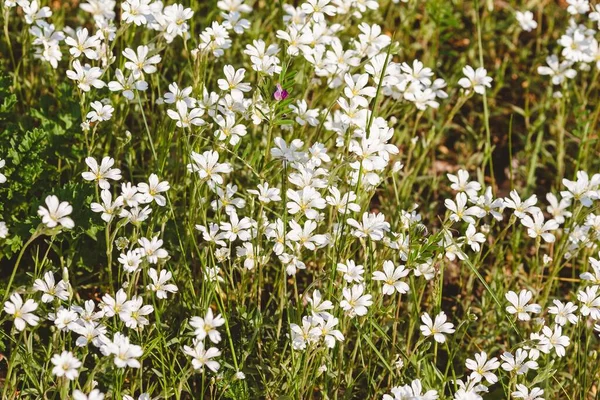 Campo Bianco Fiorisce Una Giornata Sole — Foto Stock