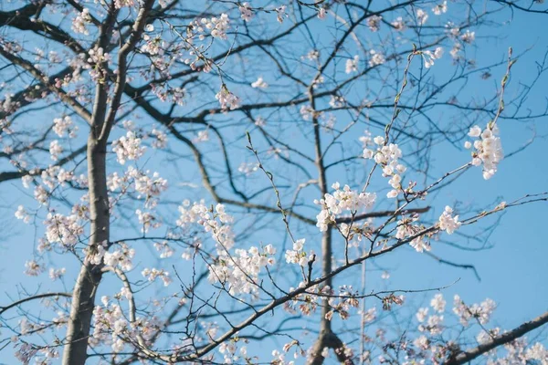 Flores Nos Ramos Árvore Florescente Contra Céu Azul Toronto Canadá — Fotografia de Stock